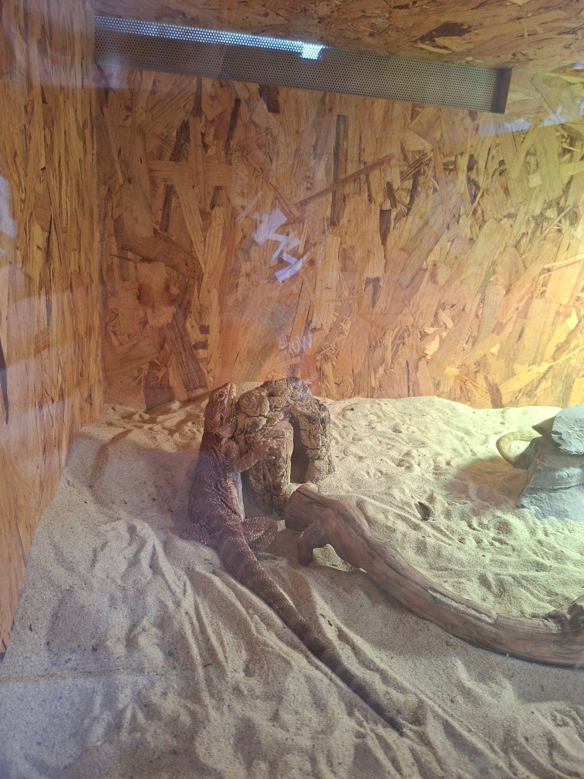2 baardegamen te koop en terrarium., Dieren en Toebehoren, Ophalen