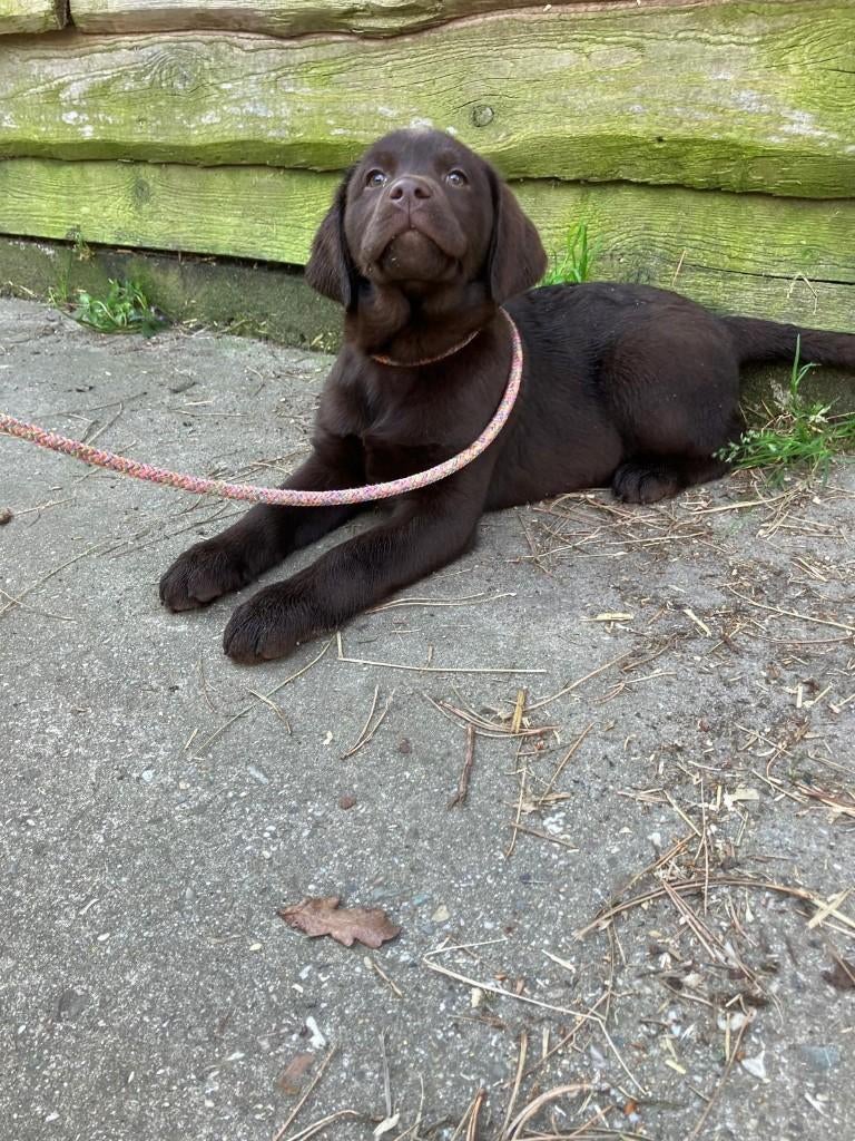 labrador pup met een vleugje toller, ouders zijn aanwezig, Dieren en Toebehoren, Parvo, België, 8 tot 15 weken, Teef