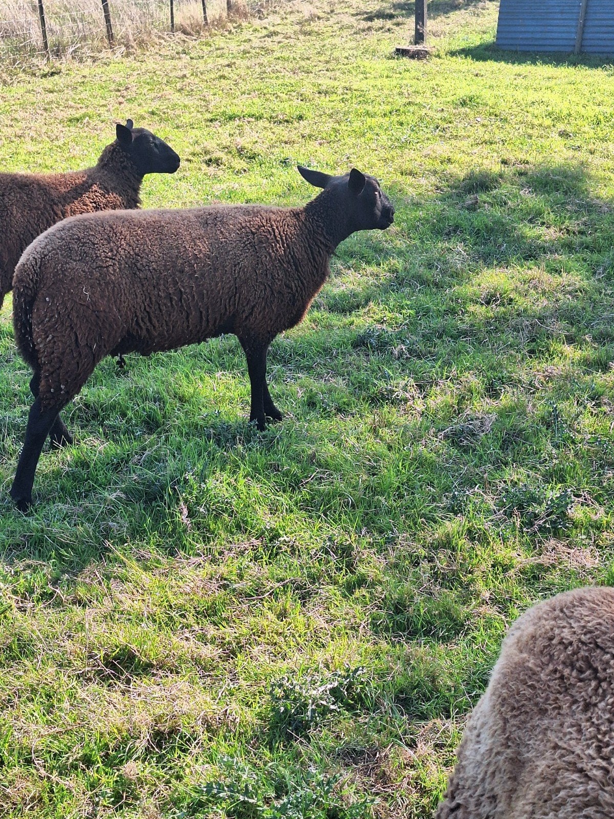 3 schapen bokken, Mannelijk, Schaap, 0 tot 2 jaar
