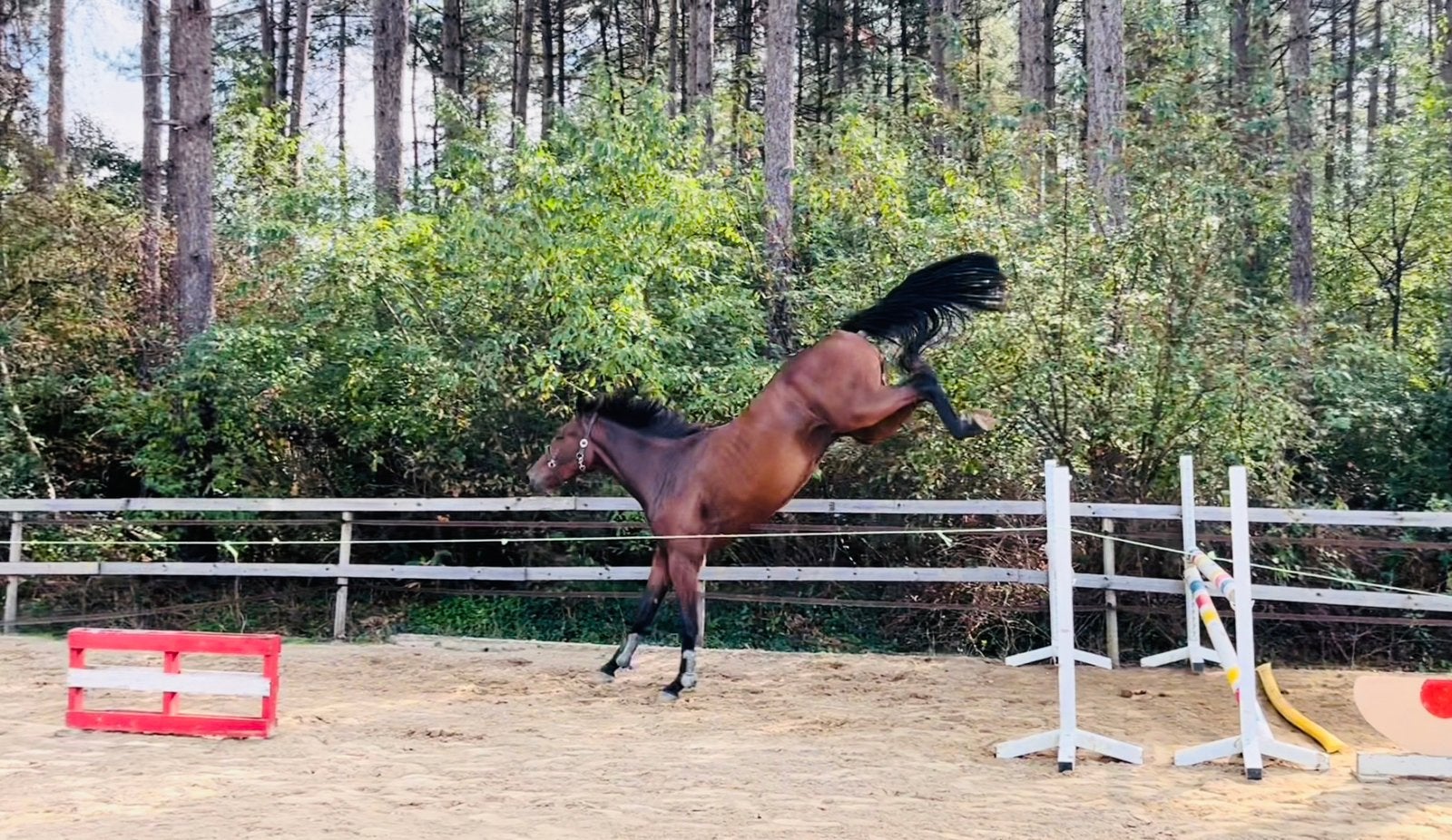 2,5 jarige ruin Energy van breezerhof (Emerald) x inshalah, Dieren en Toebehoren