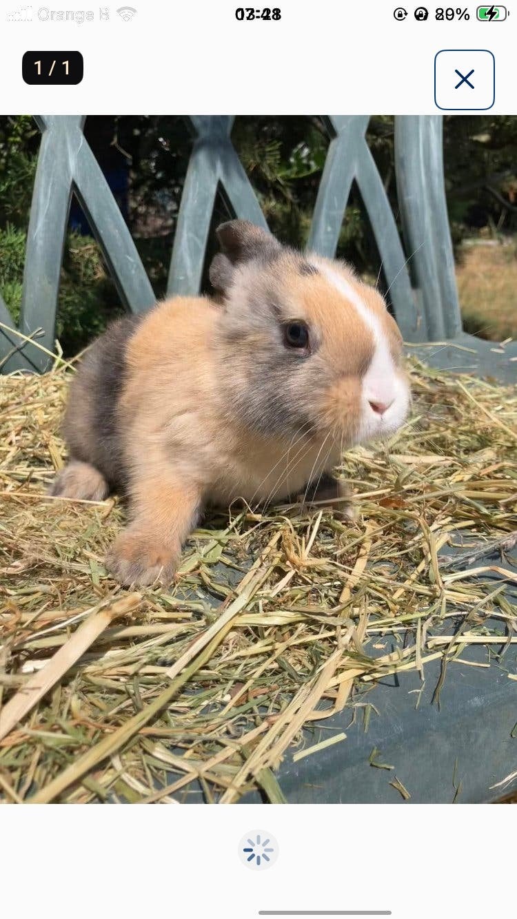 Vlaamse reus x minilop kruising, Animaux & Accessoires