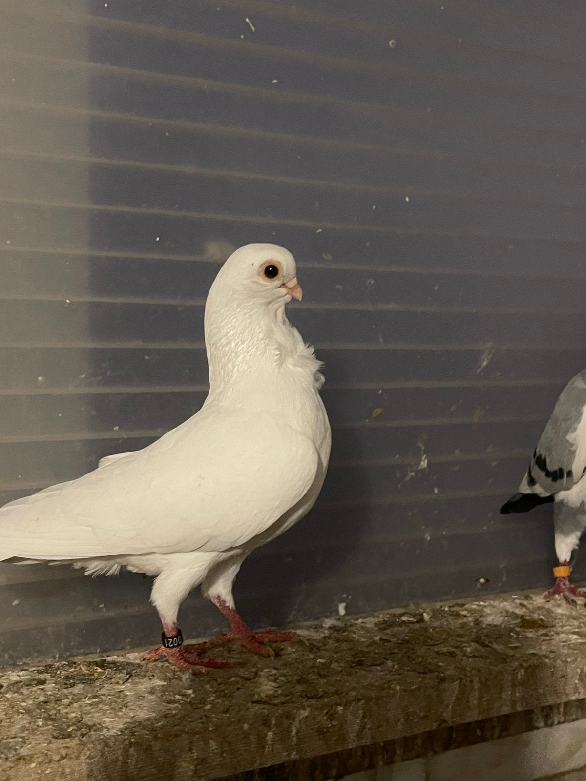 Sierduiven, Dieren en Toebehoren