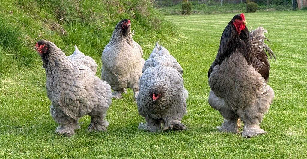 brahma blauw broedeieren