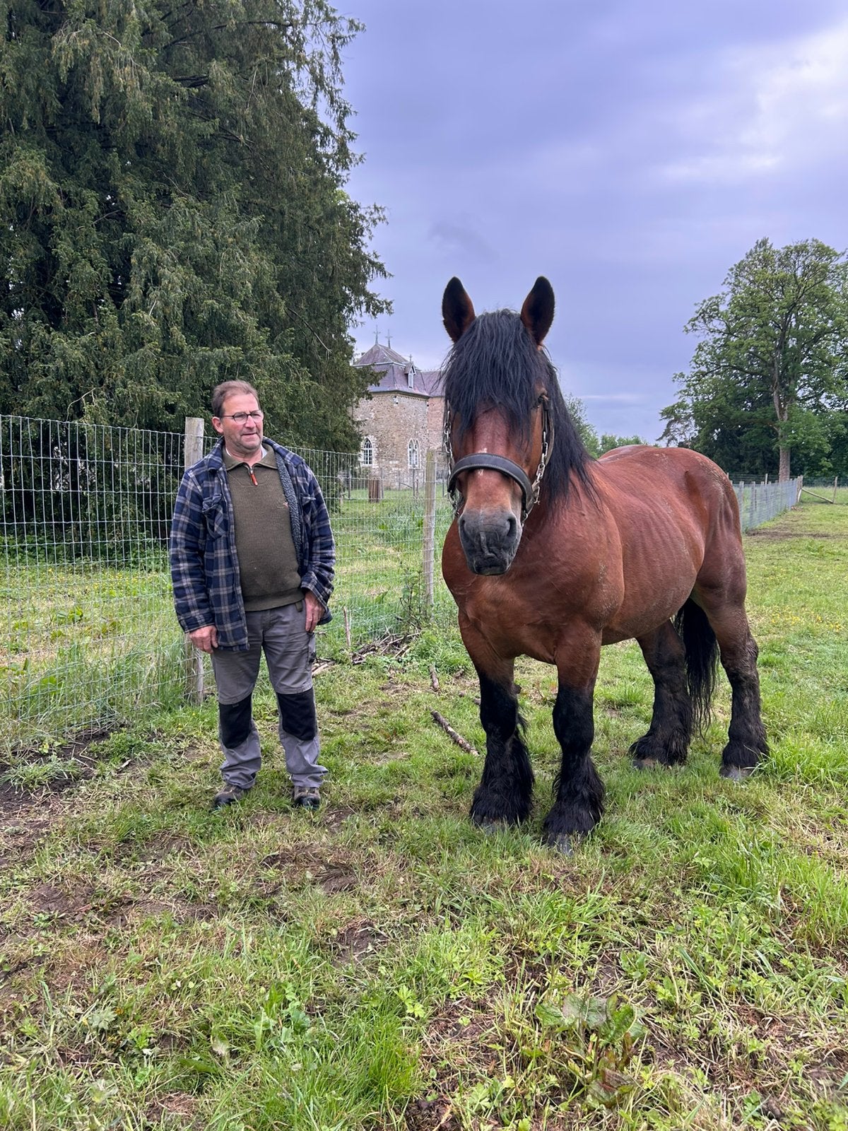 Ardenner trekpaard boerenpaard & Hackney rijpaard koetspaard, Dieren en Toebehoren, Hengst