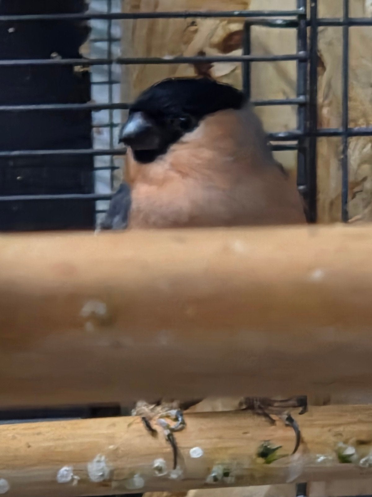Europese goudvink man 2023, Mannelijk, Wildzangvogel, Geringd