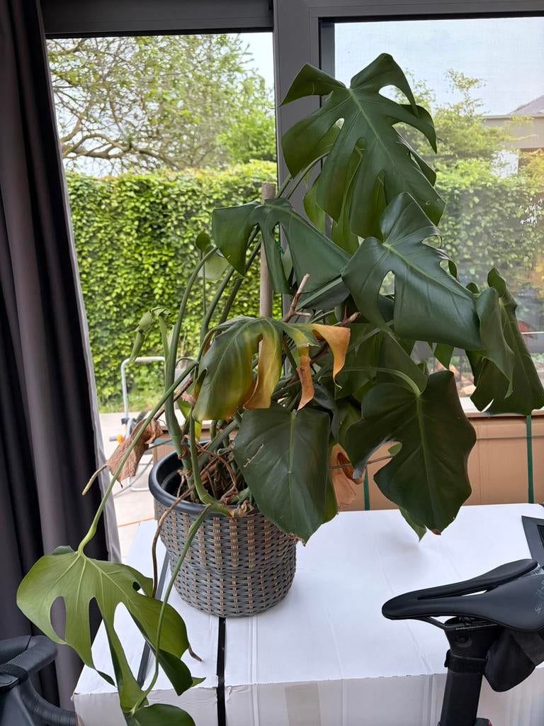 Monstera plant, Ophalen