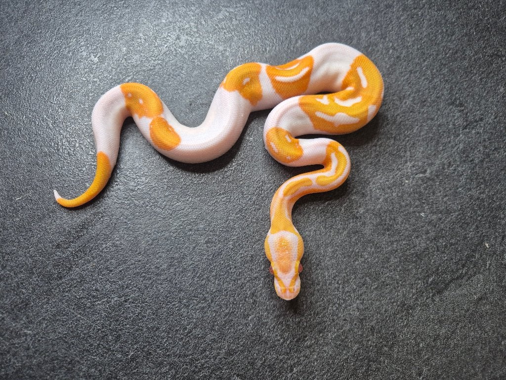 Python regius, Animaux & Accessoires, Serpent, 0 à 2 ans