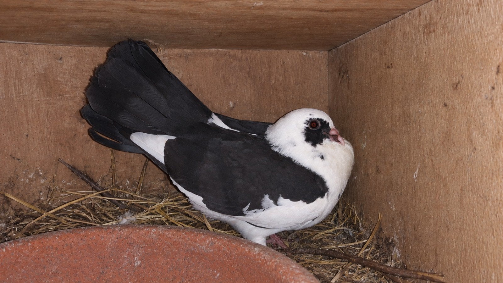 mooie jonge pauwstaartduifjes, Dieren en Toebehoren