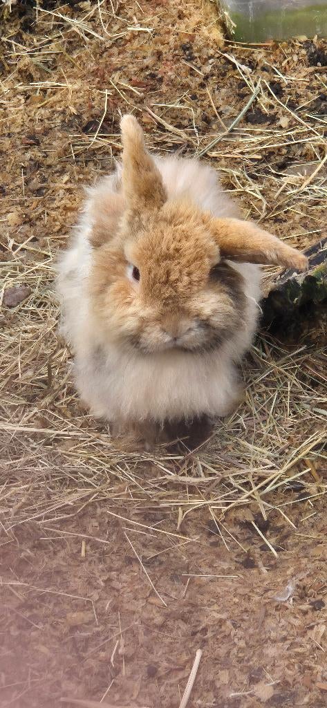 Konijnen te koop, Dieren en Toebehoren, Konijnen, Meerdere dieren, Middelgroot, 0 tot 2 jaar