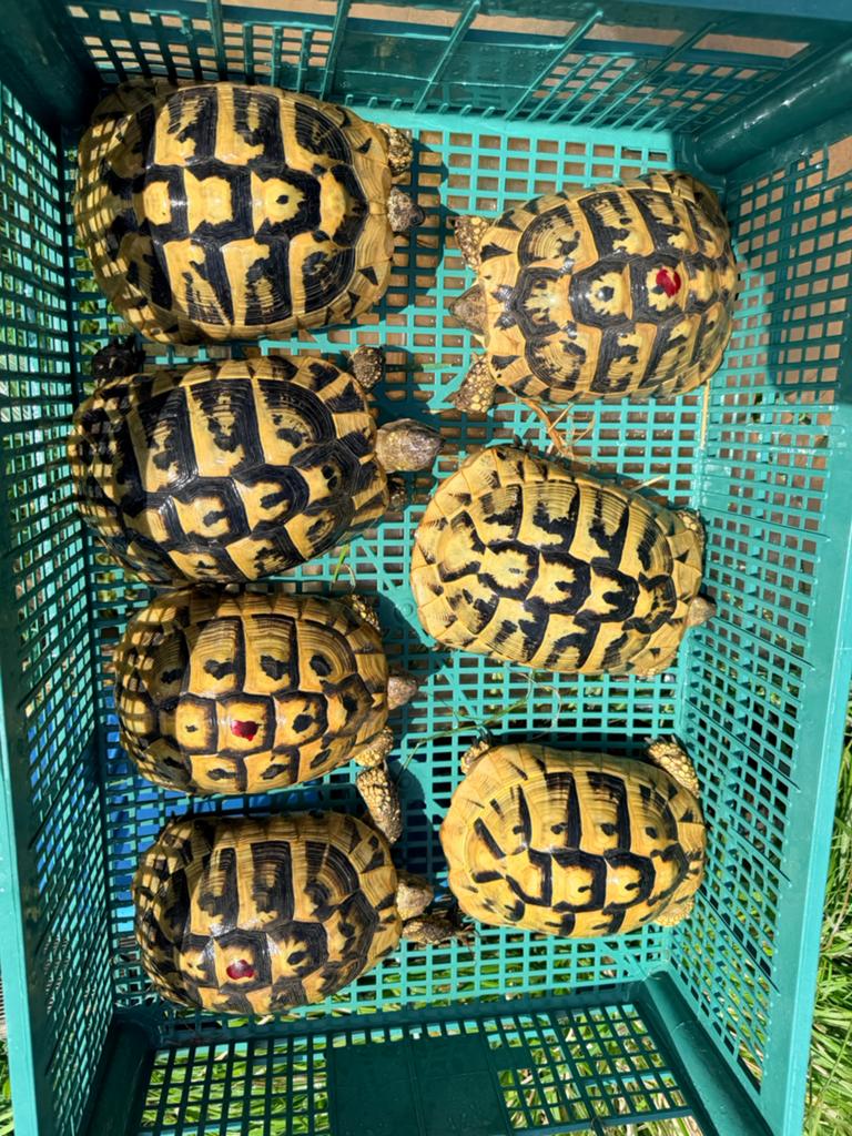 Tortue herman boetgeri, Dieren en Toebehoren, Schildpad