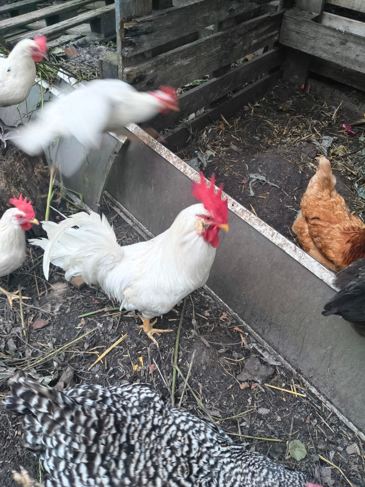 Witte leghorn haan., Dieren en Toebehoren