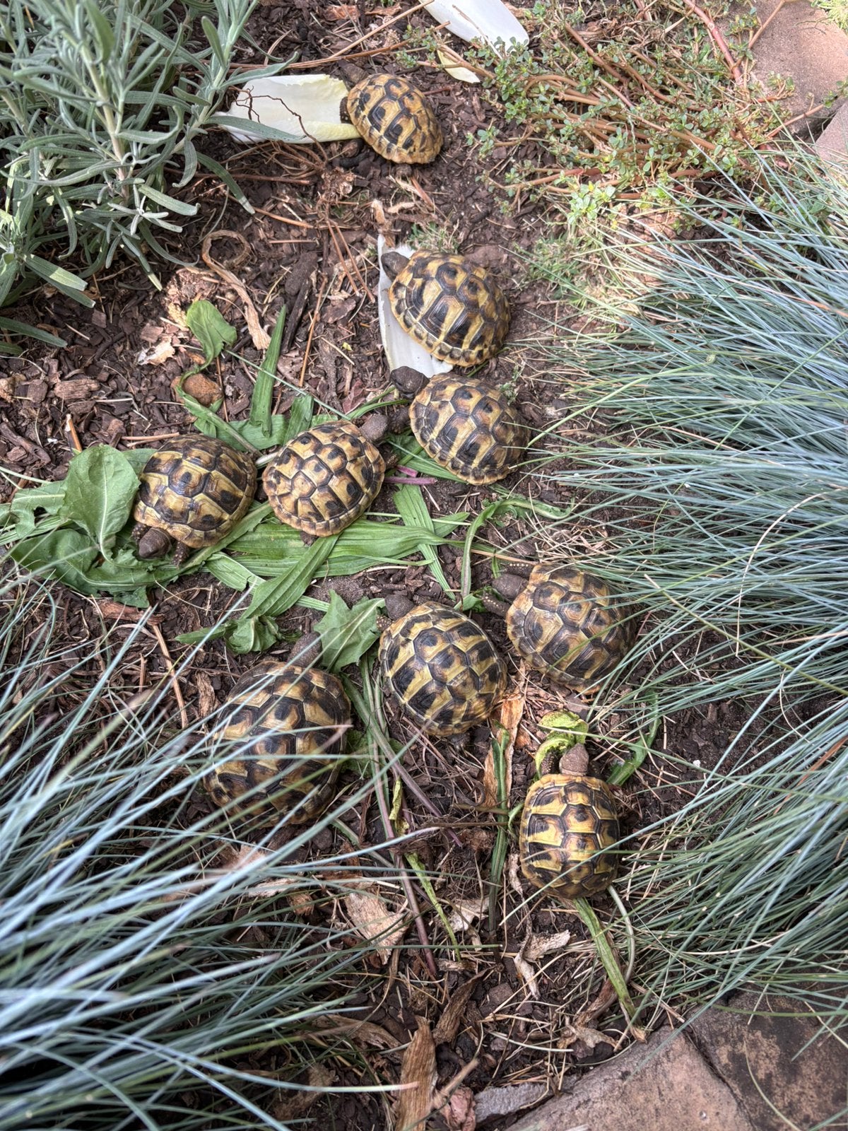 Testudo hermanni boettgeri, Dieren en Toebehoren, Reptielen en Amfibieën, Schildpad, 0 tot 2 jaar