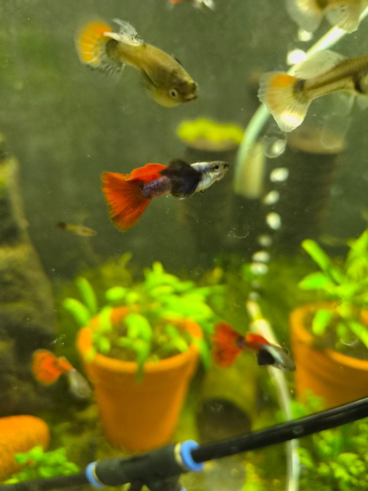 Dumbo Ear guppy's, Dieren en Toebehoren