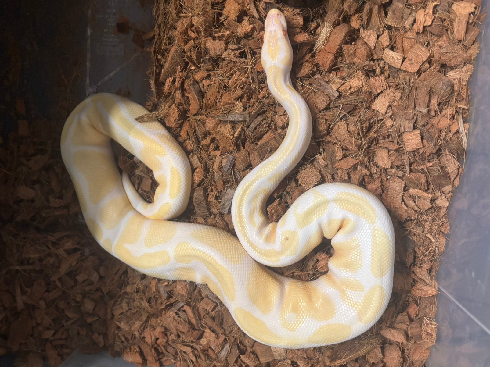 python regius albinos Ball Python - unknown for sale from Dan