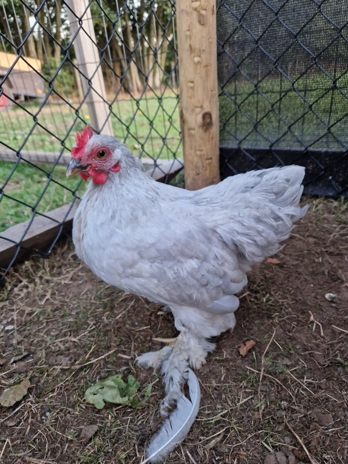 Cochin Parelgrijs Haantje, Dieren en Toebehoren, Pluimvee