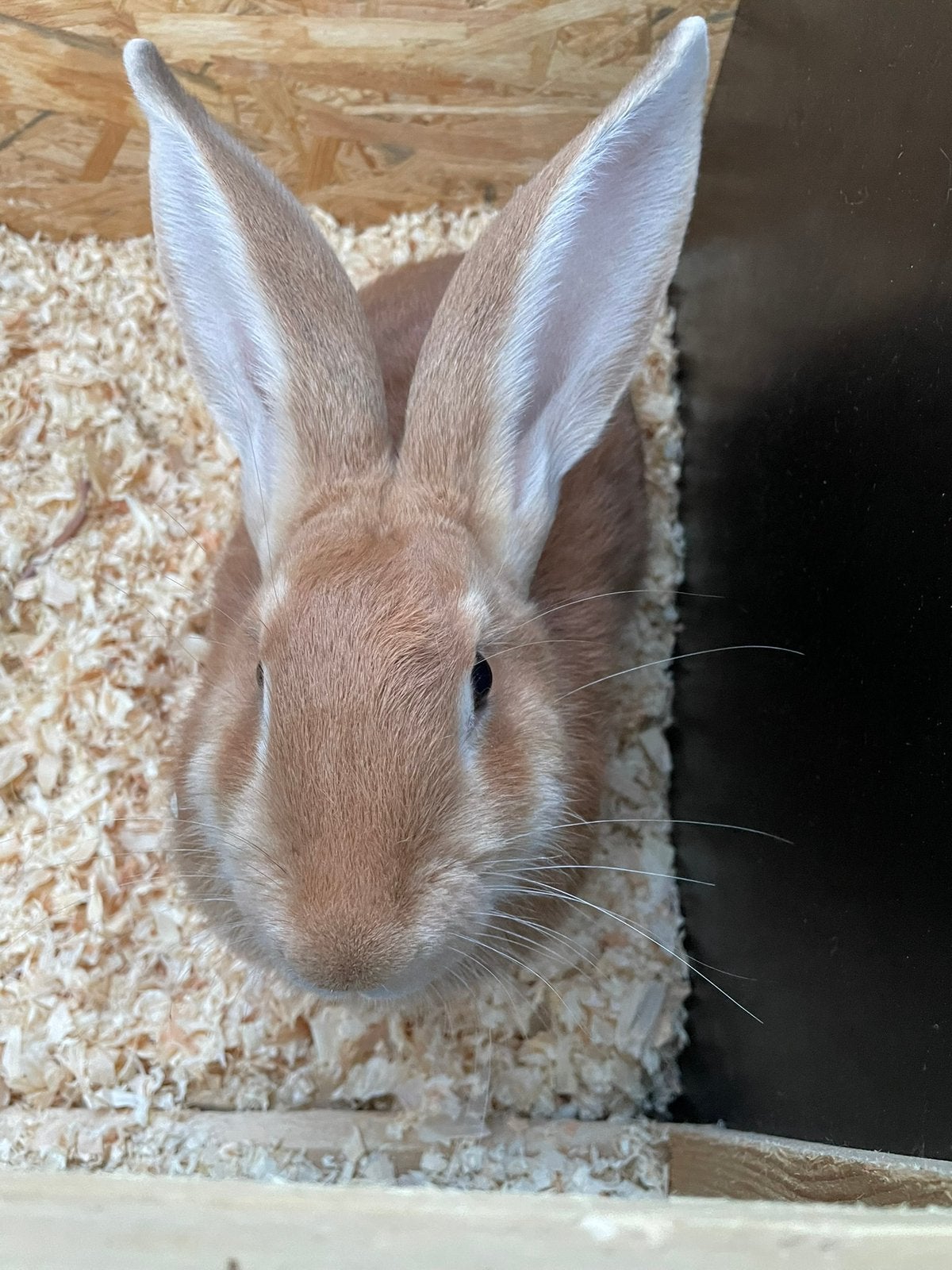 Te koop Vlaamse reus is een rannetje van april 2026, Dieren en Toebehoren, Mannelijk, Groot, 0 tot 2 jaar