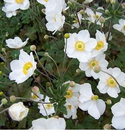Anemone en Armeria, Tuin en Terras, Ophalen, Vaste plant