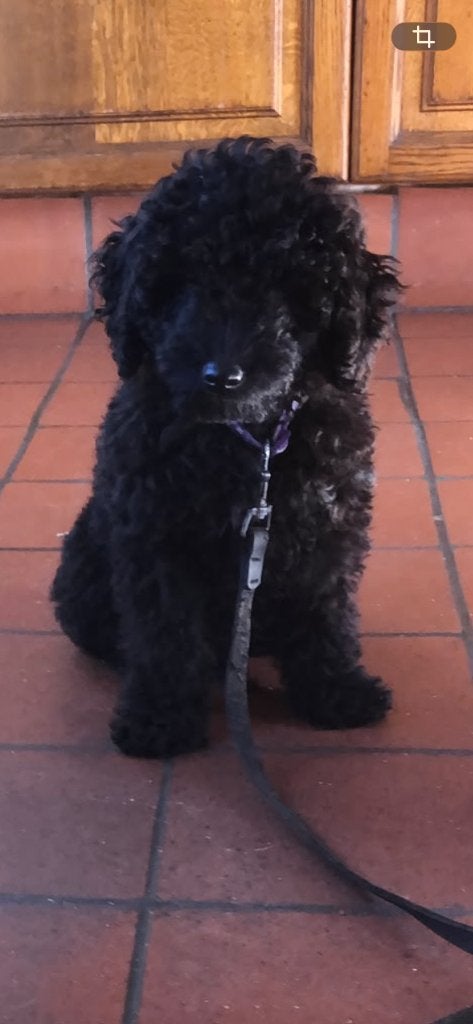 Chiot caniche nain, Maladie de Carré (chiens), Chien (mâle), Caniche, Belgique