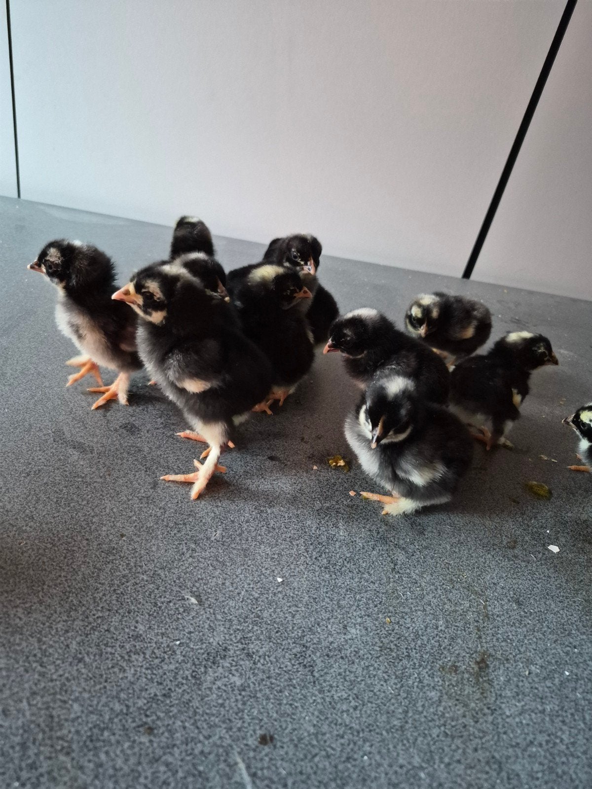 mechelse koekoek kuikens, Dieren en Toebehoren, Pluimvee, Geslacht onbekend, Kip
