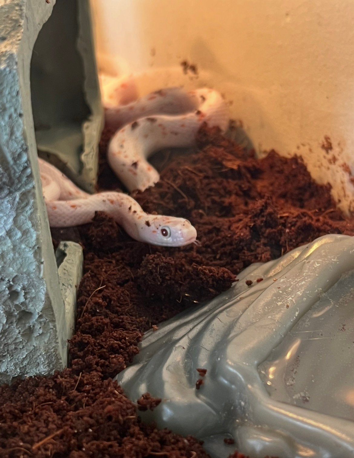 jeune serpent des blés, Animaux & Accessoires, Reptiles & Amphibiens, Serpent, Domestique, 0 à 2 ans