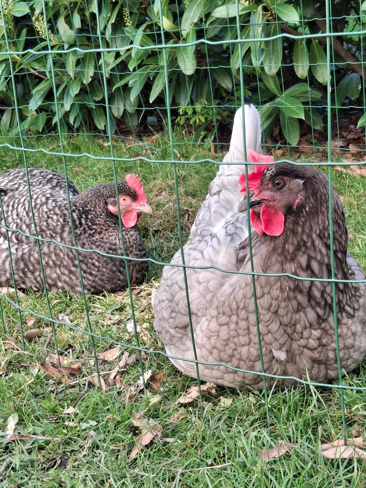 4 jeunes poules pondeuses domestiques