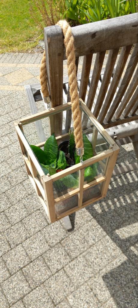 Mini luchtzuiverende kamerplanten en hang mini-serre, Huis en Inrichting, Groene kamerplant, Ophalen of Verzenden, Halfschaduw