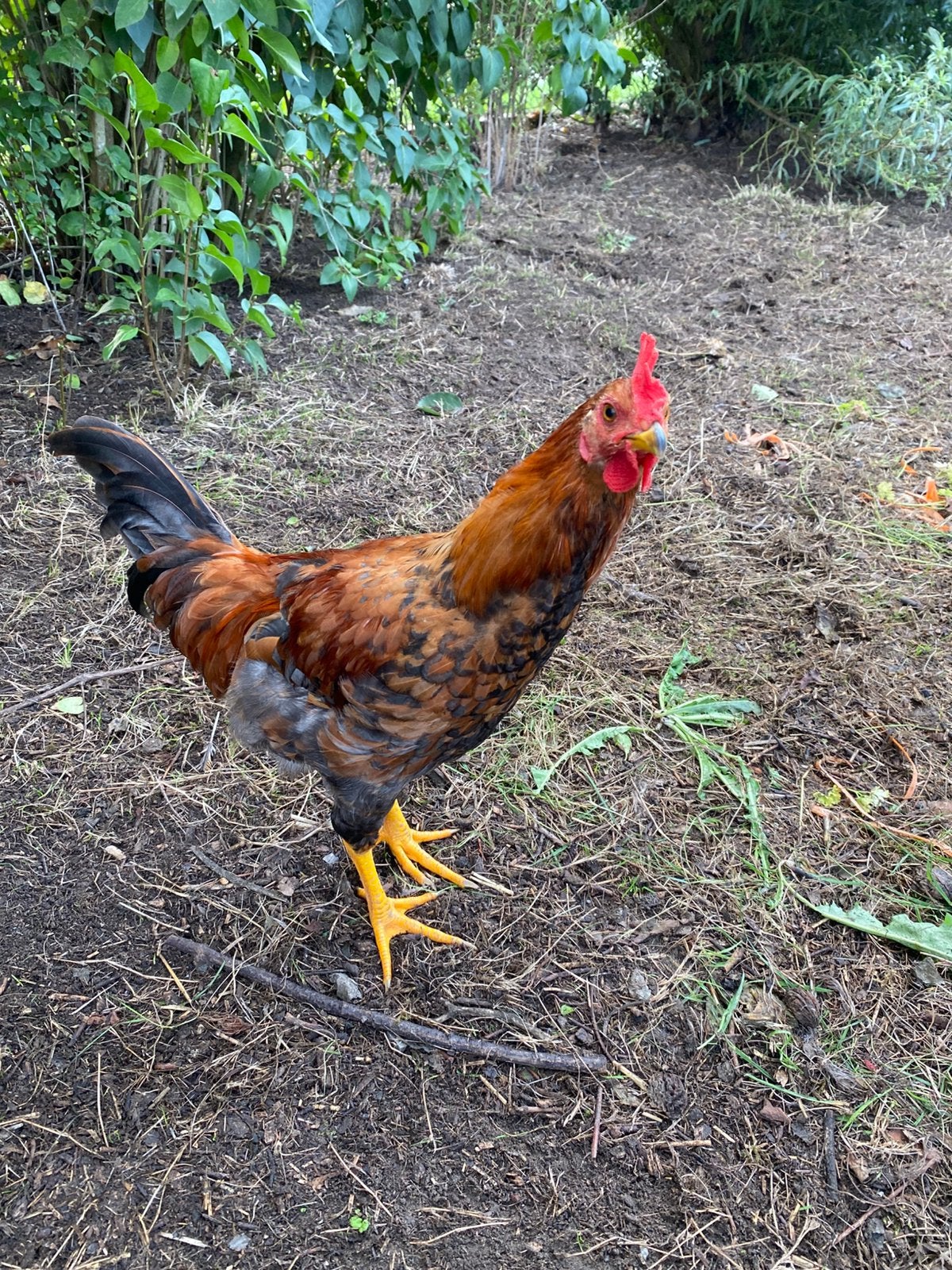 Jonge haan, Dieren en Toebehoren, Pluimvee