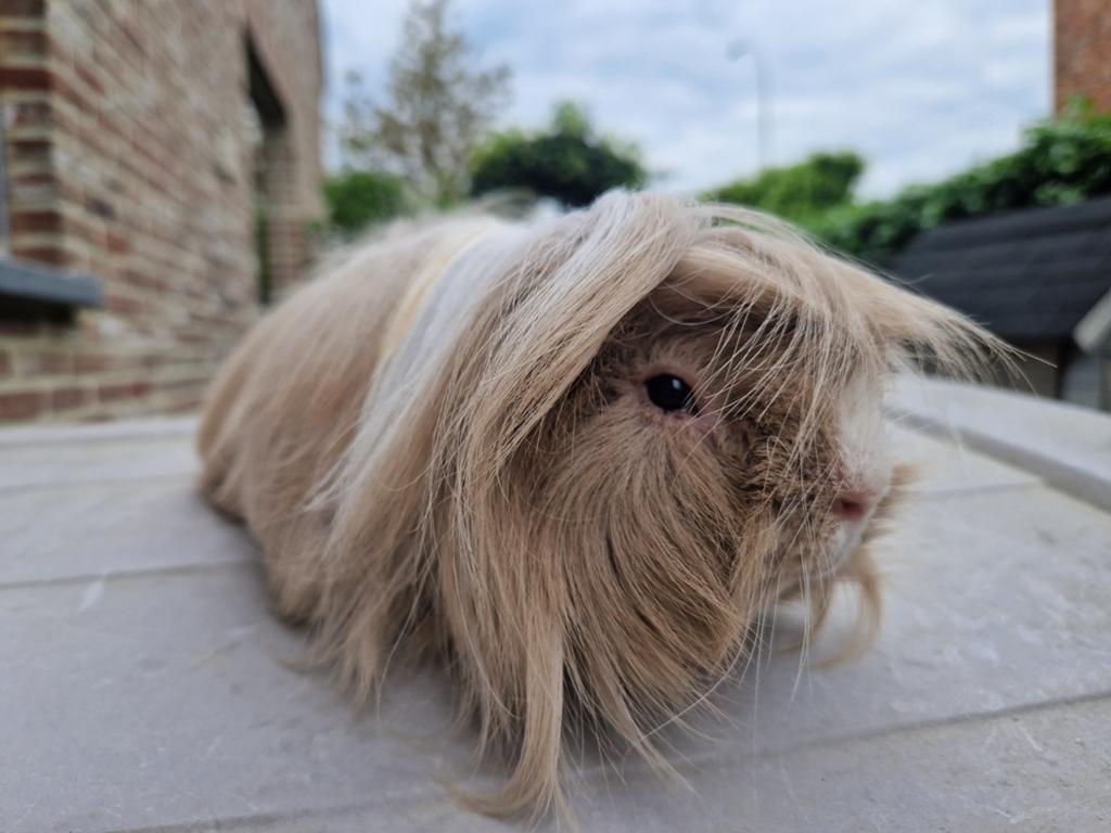 Peruviaanse, grijs cavia (beertje), Dieren en Toebehoren, Knaagdieren, Cavia, April, Mannelijk, Tam