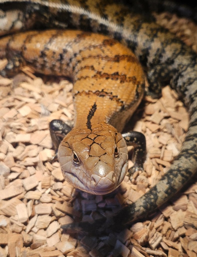 Tiliqua gigas evanescens 2022 femelle, Animaux & Accessoires, Lézard, 3 à 6 ans
