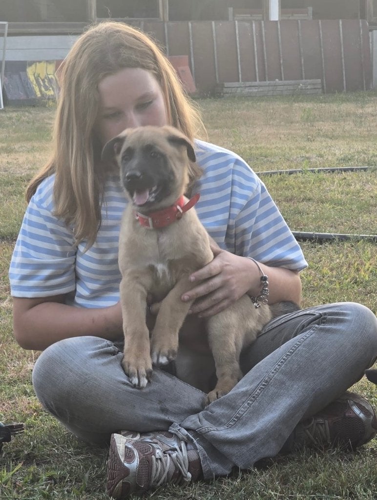 Mechelse herder pups met fci stamboom, Dieren en Toebehoren, Parvo, België, Fokker | Hobbymatig, 8 tot 15 weken