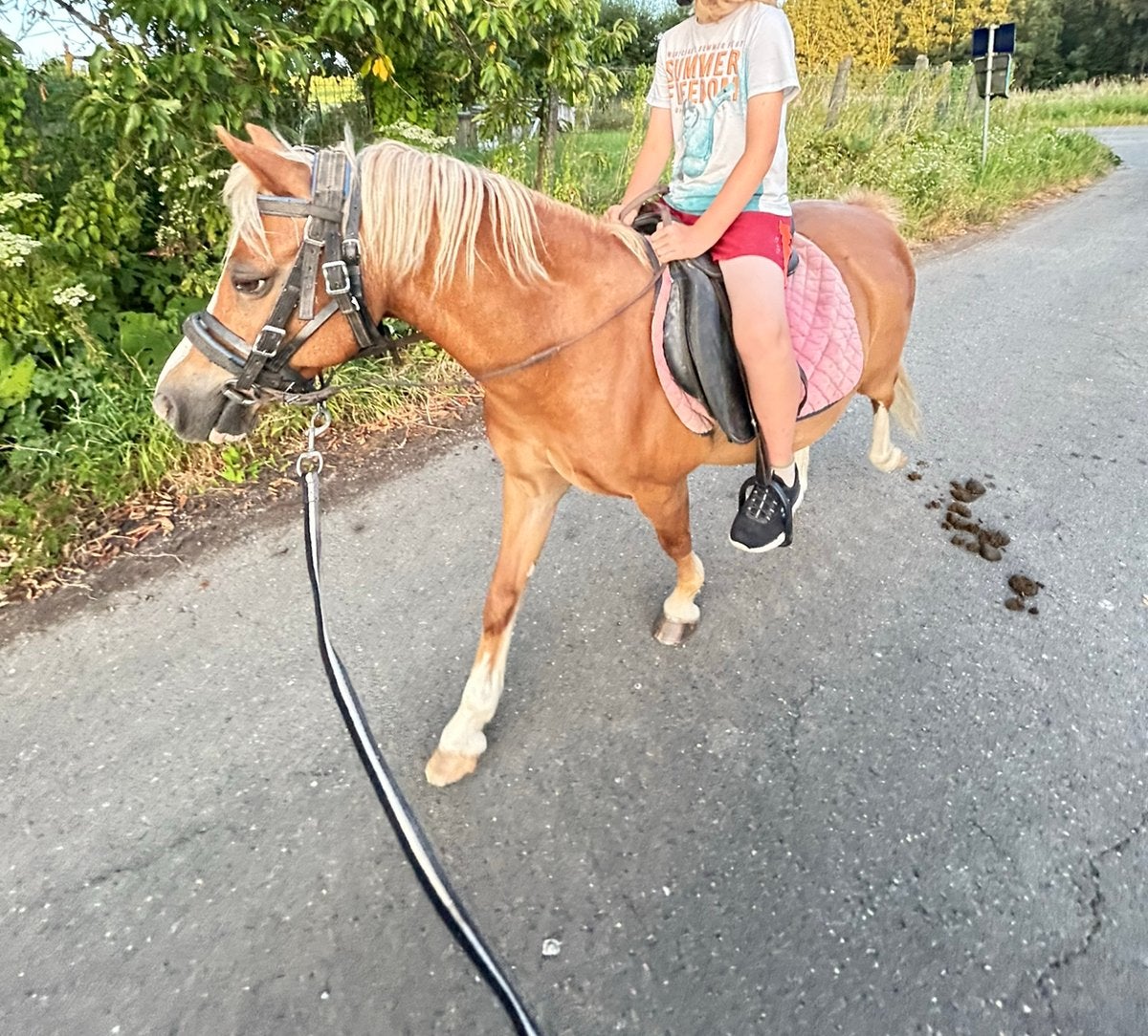 A pony ruin, Dieren en Toebehoren, Pony's, Gechipt, Ruin, Zadelmak, A pony (tot 1.17m)