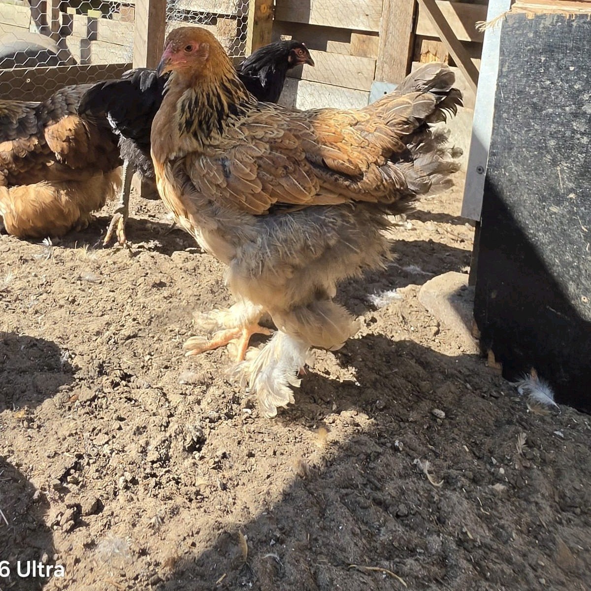 100% hennen kippen, Dieren en Toebehoren, Pluimvee, Vrouwelijk, Kip