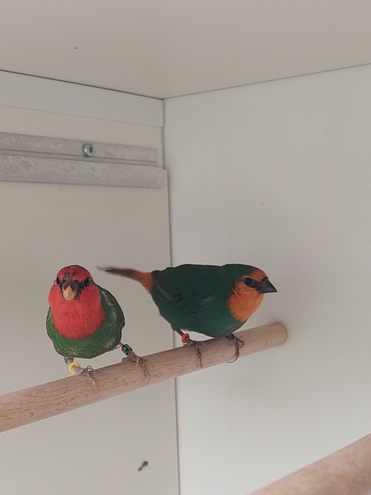 roodkoppapegaai amadine natuurbroed, Dieren en Toebehoren, Vogels | Overige Vogels