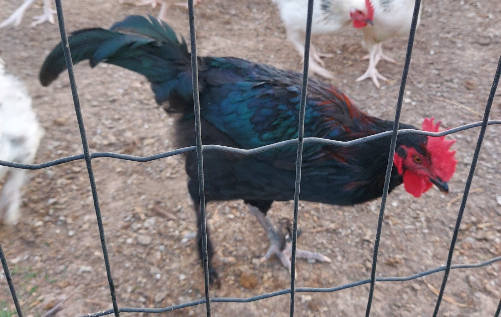 marans hanen, Dieren en Toebehoren