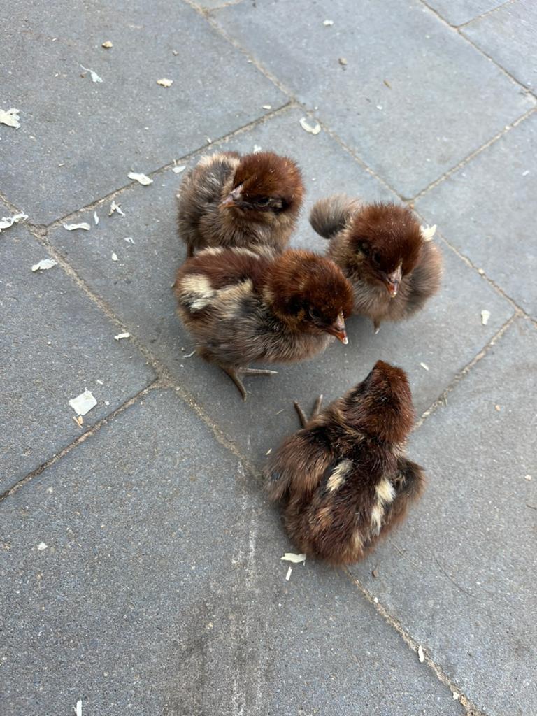 Kuikens goudbrakel, Dieren en Toebehoren, Pluimvee