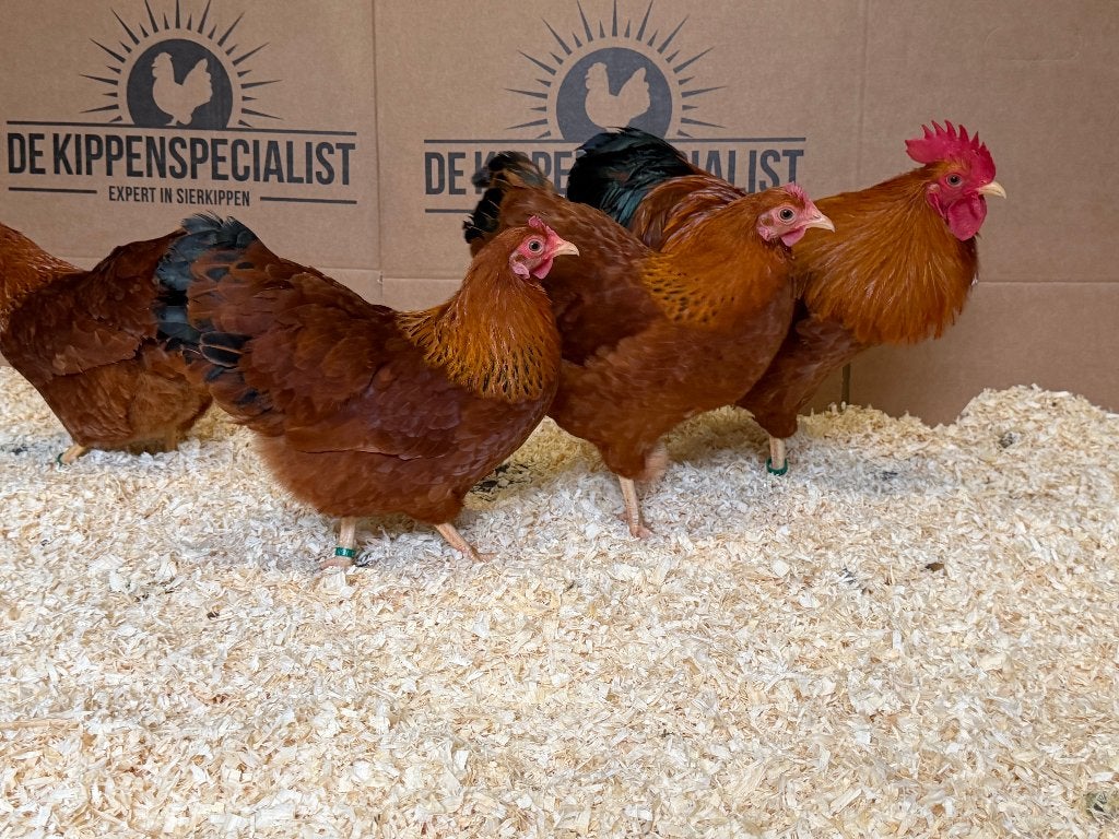 Jonge tamme New hampshire kriel kippen gesekst & ingeënt, Dieren en Toebehoren, Pluimvee, Vrouwelijk, Kip