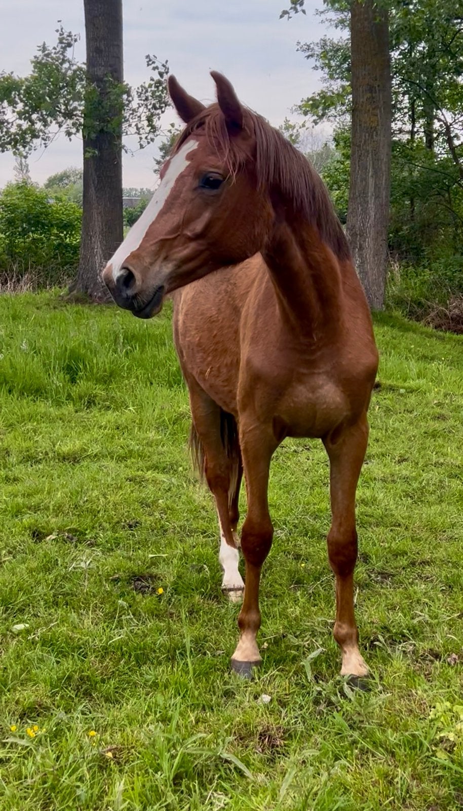 Leuke 2,5 jarige Ultra Star merrie, Dieren en Toebehoren, Merrie, Springpaard, Met stamboom, 0 tot 2 jaar