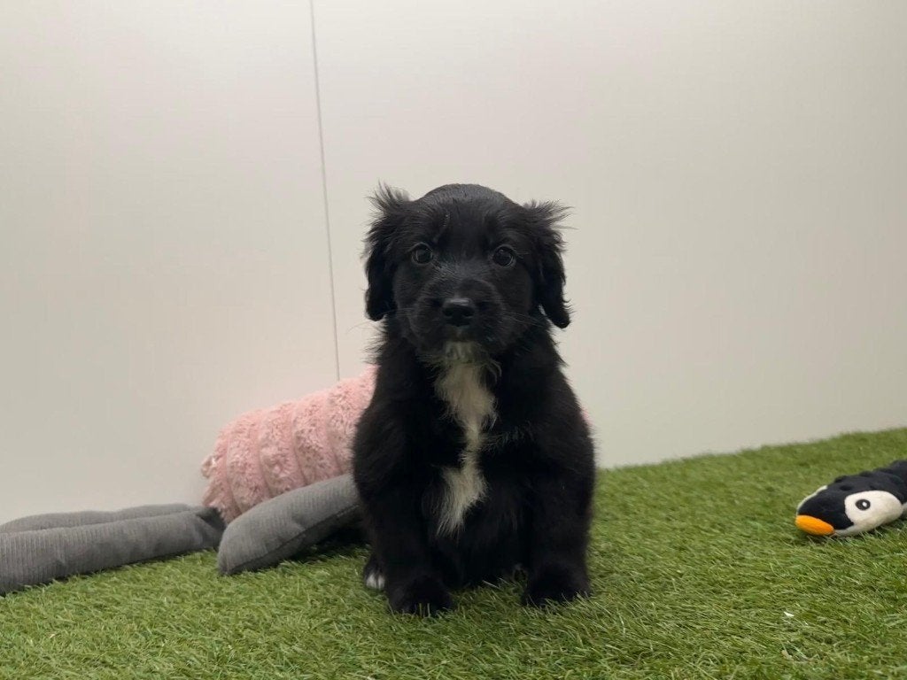 Nestje Kruising Border Collie x Engelse Cocker, Dieren en Toebehoren, België, Overige rassen, CDV (hondenziekte), 8 tot 15 weken