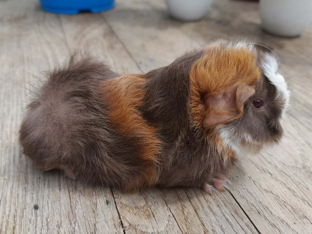 ras cavia's , peruviaan , alpaca en cali, Juin, Plusieurs animaux, Cobaye