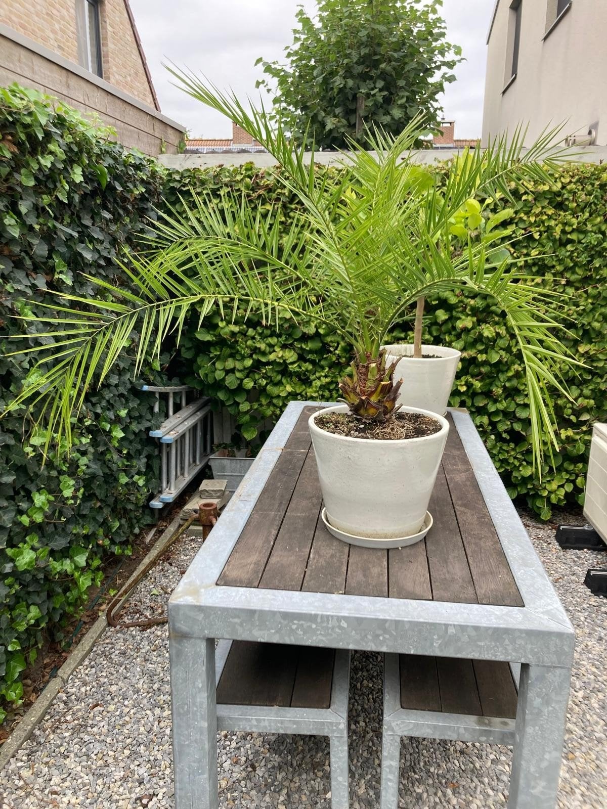 Plant excl. pot, Ophalen