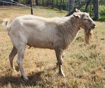 Saanengeitenbok, Dieren en Toebehoren, Mannelijk, Geit, 3 tot 5 jaar