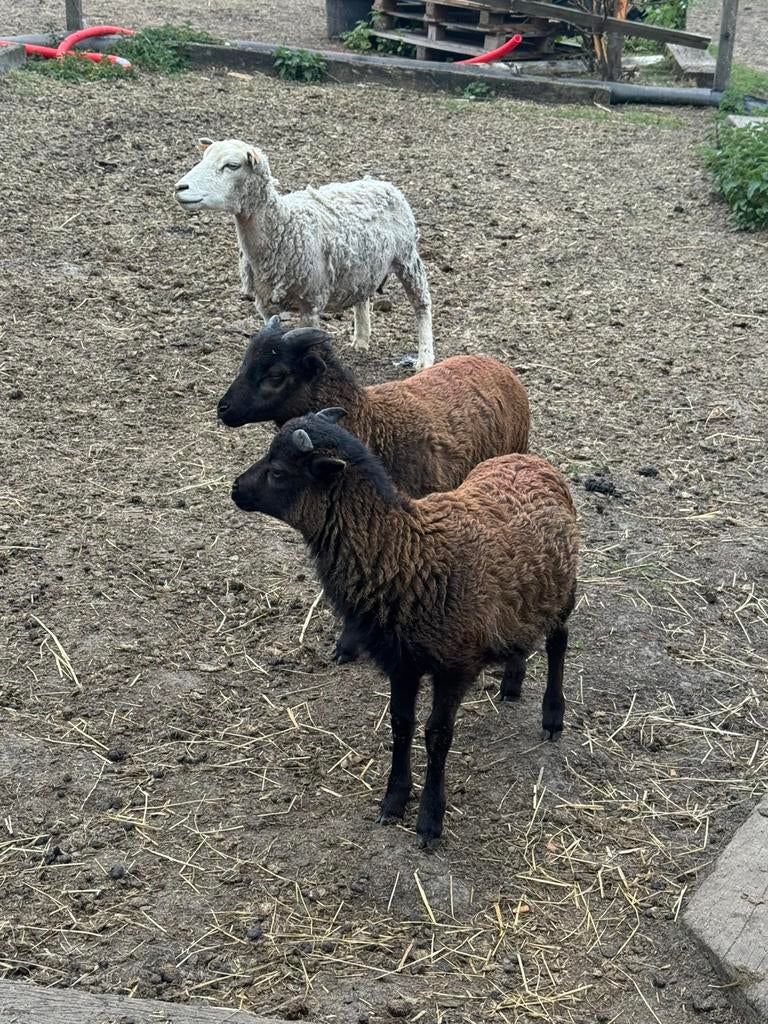 3 agneaux à vendre, Janvier, Mâle