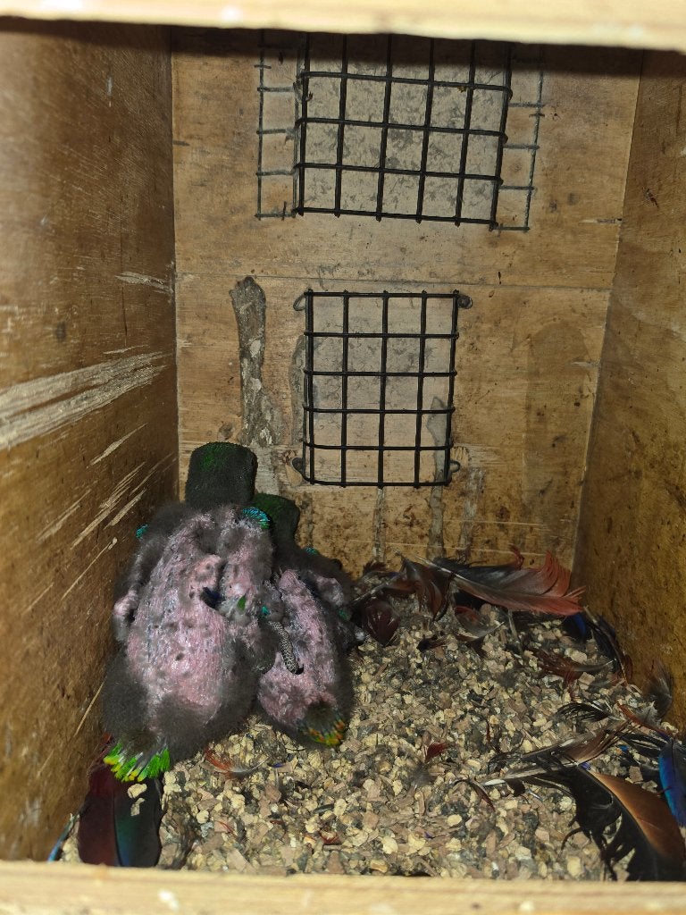 jonge edelpapegaaine, Dieren en Toebehoren, Mannelijk, Papegaai, Geringd