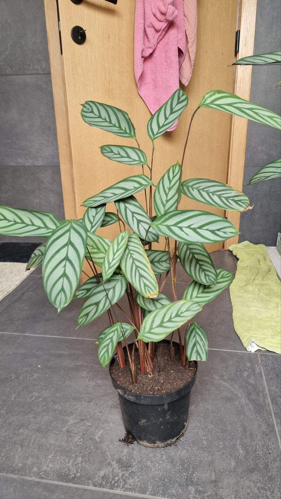 calathea te ruil, Enlèvement