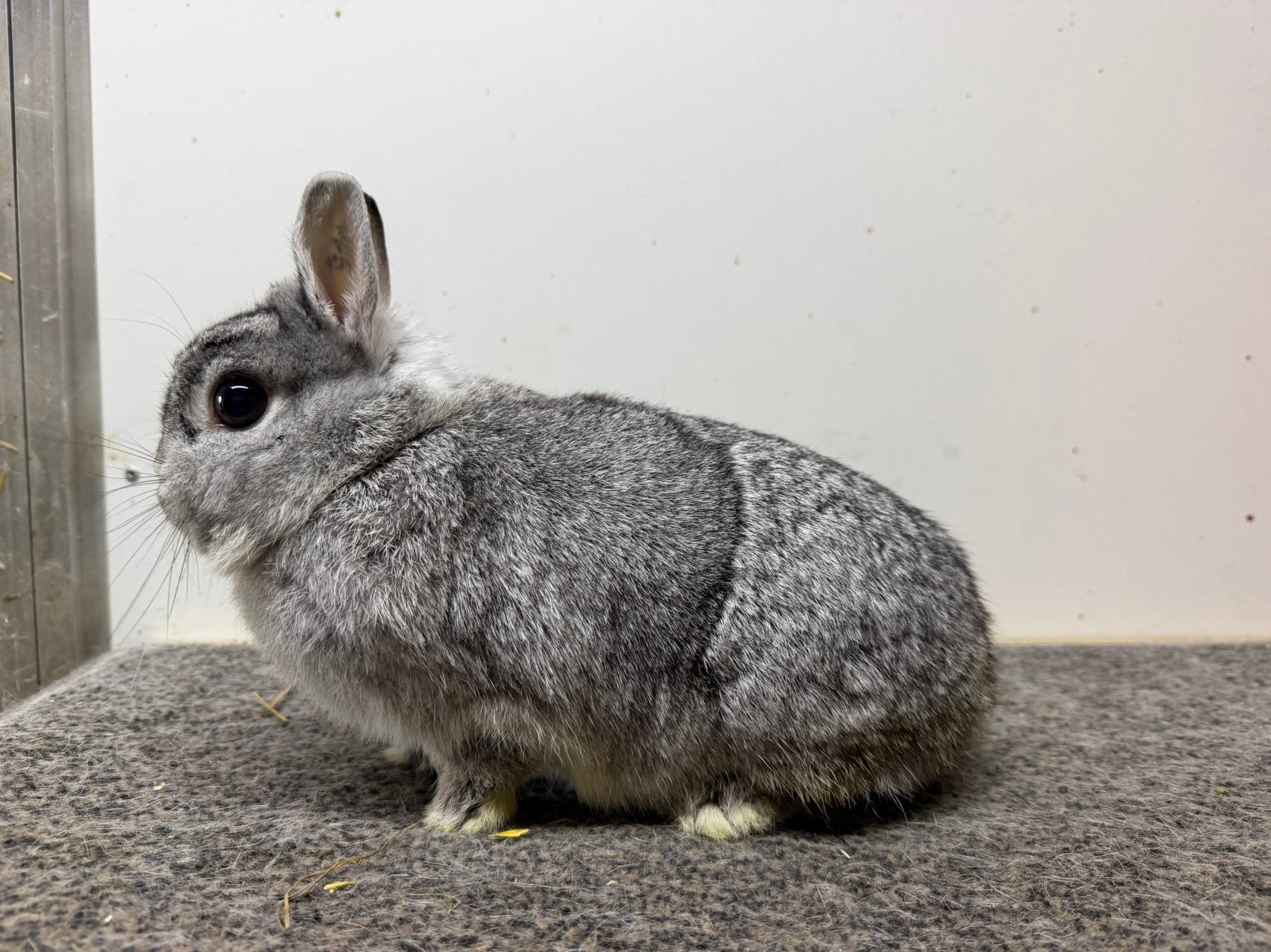 Trio chinchilla kleurdwergen, Dieren en Toebehoren