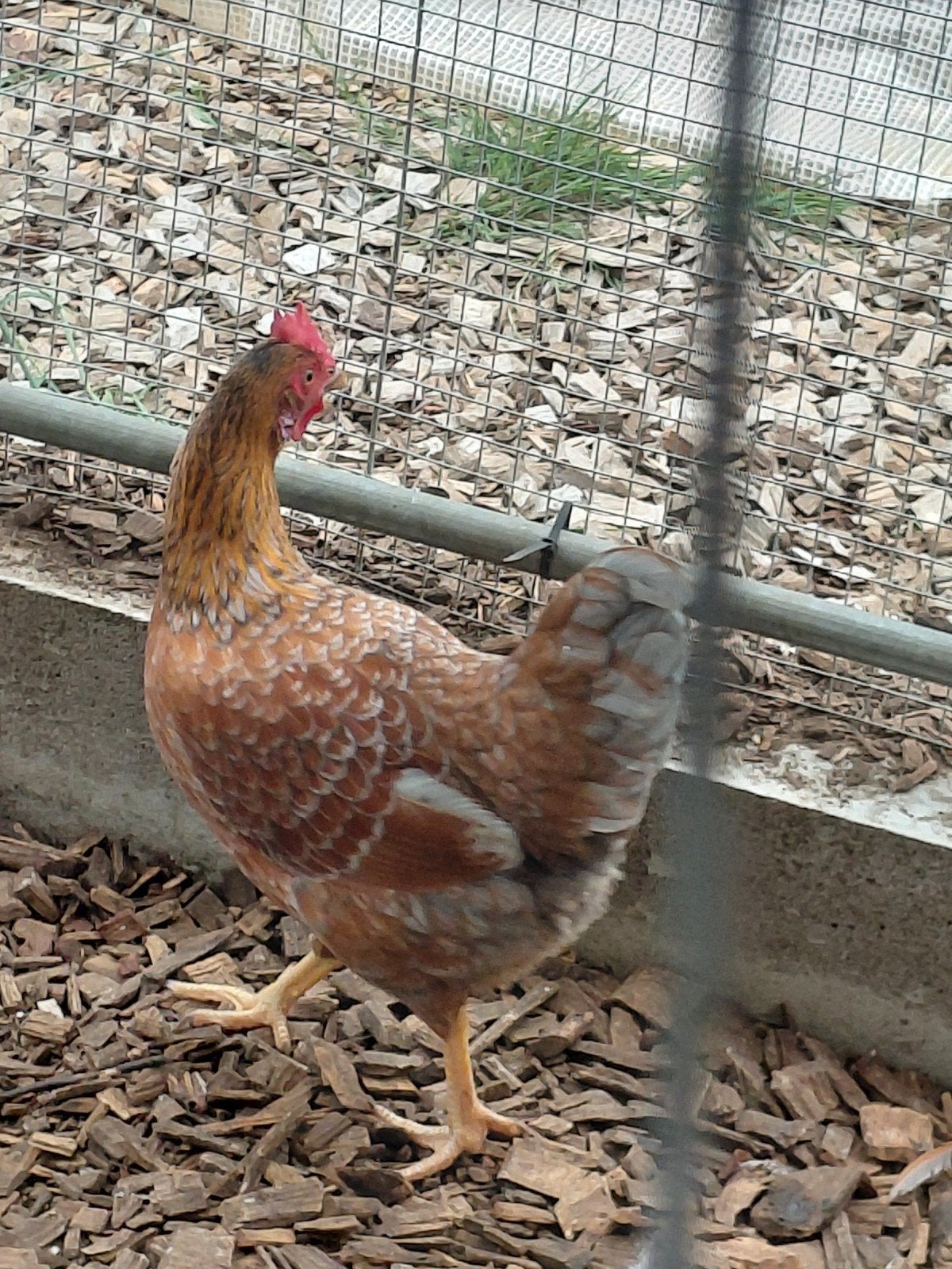 hen (kruising ), Dieren en Toebehoren