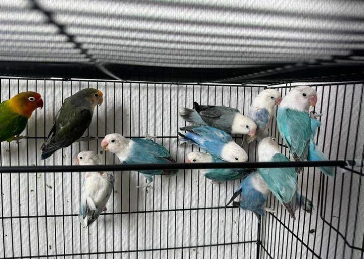 Agapornis roseicollis, Animaux & Accessoires, Bagué
