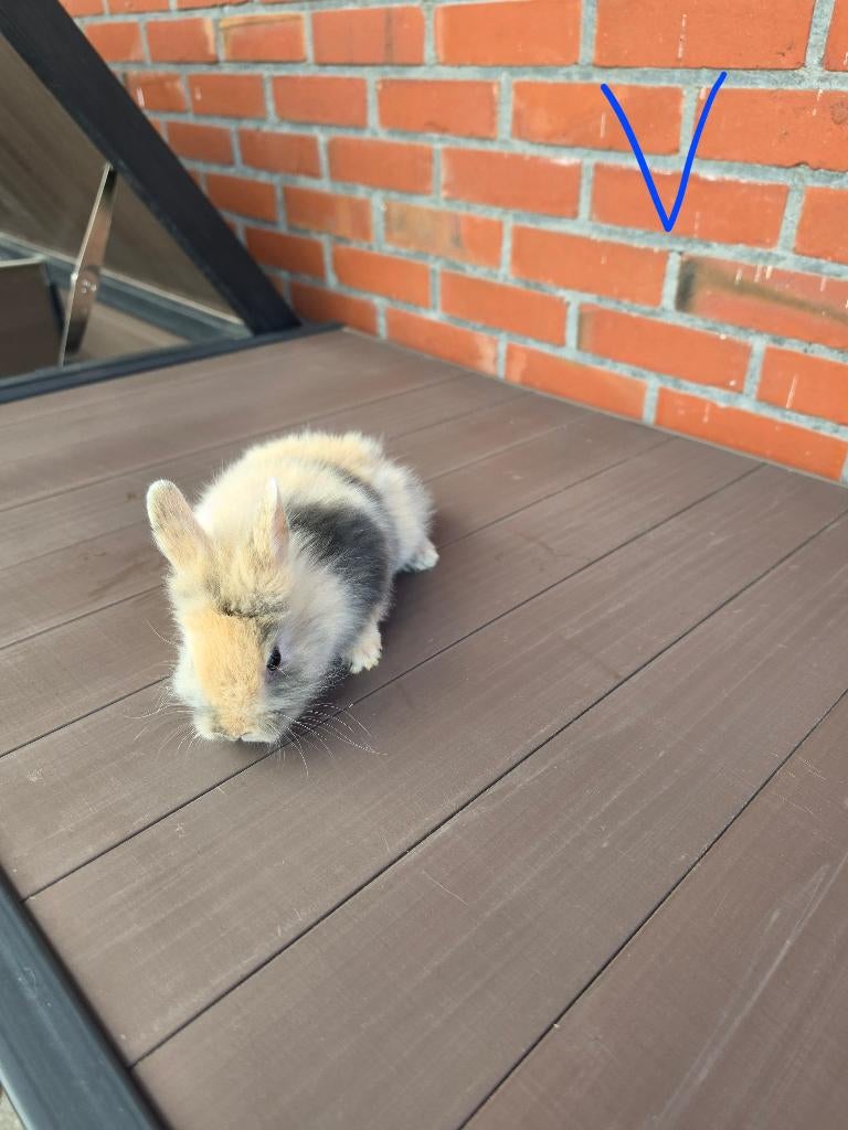 Dwergkonijn, Plusieurs animaux, Petit, 0 à 2 ans