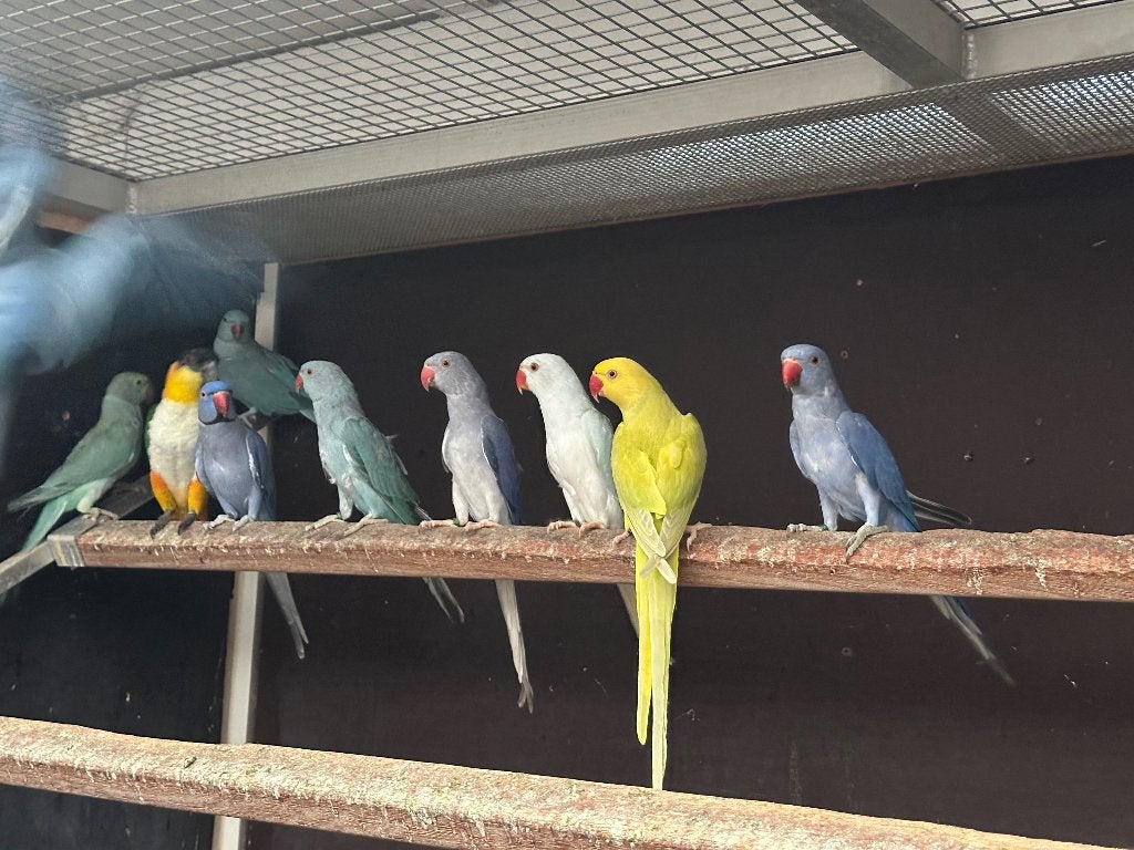 Losse halsbanders, Meerdere dieren, Parkiet