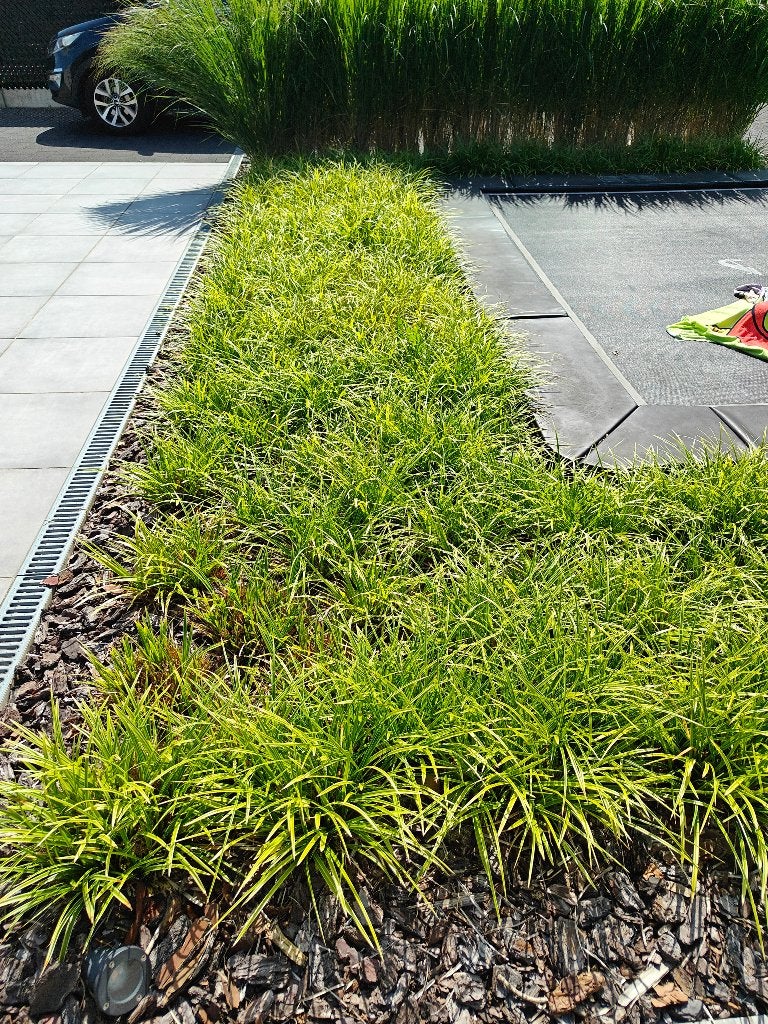 Carex morowwi, Tuin en Terras, Ophalen